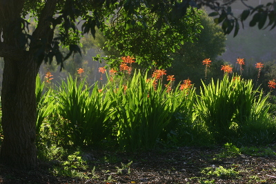 Glowing plants on a spring afternoon